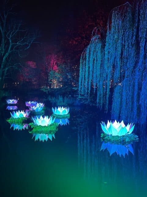 Bute Park Christmas lights