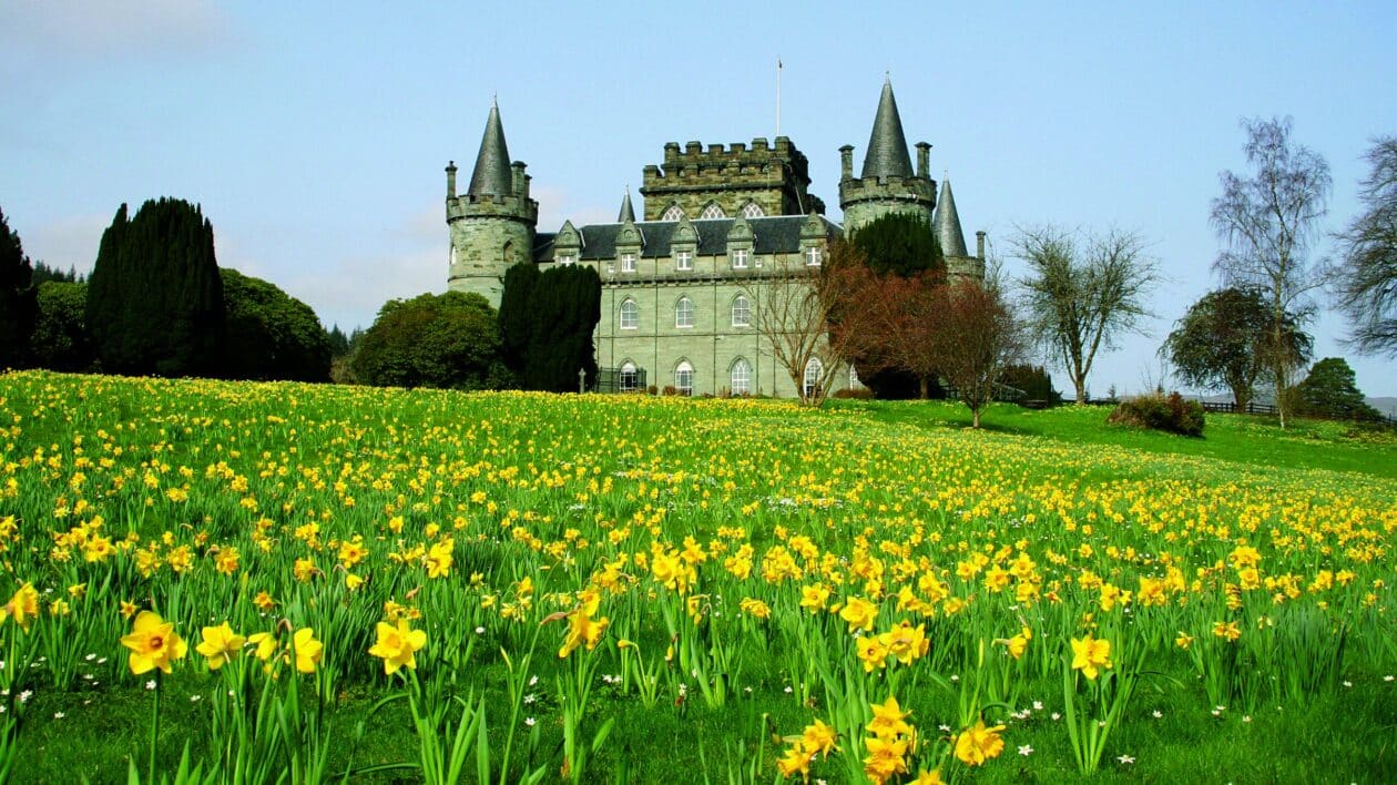 daffodils and grass at inveraray castle