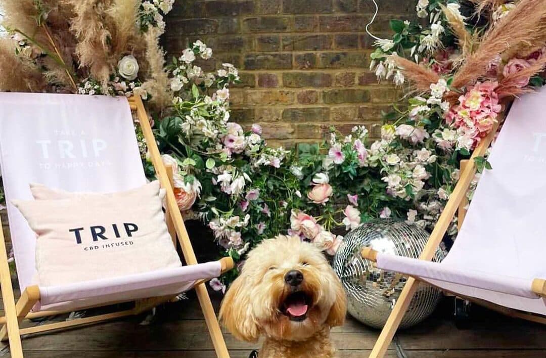 dog laughing at Pop and Bark event