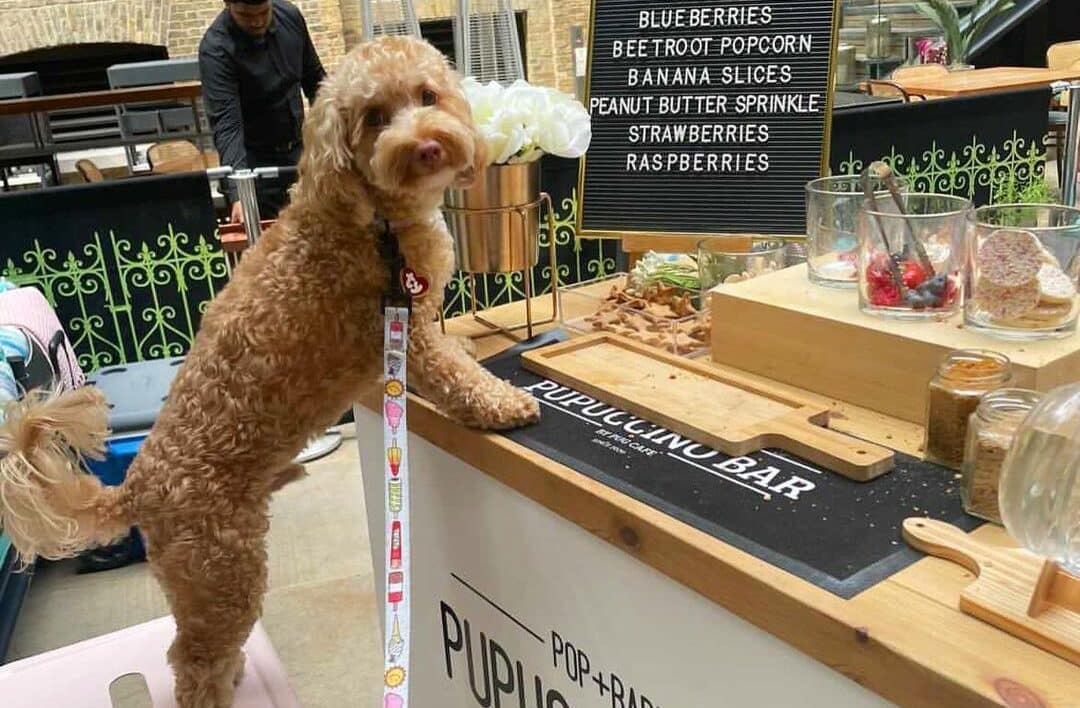 cockapoo at the pupiccino counter at Pop and Bark event