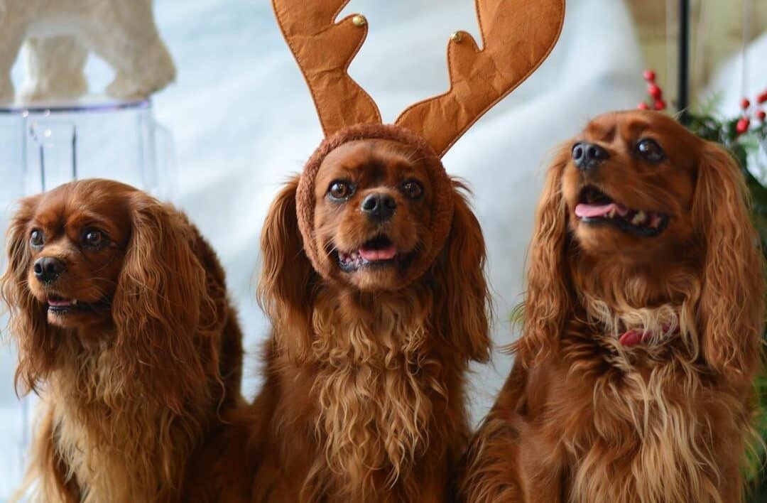 King charles cavalier spaniels wearing antlers