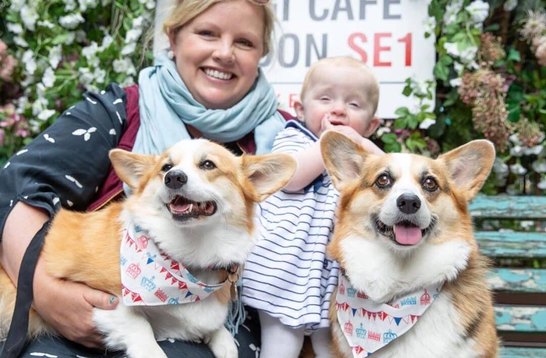 corgis with mum and baby