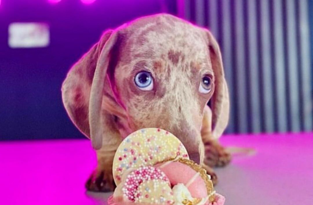 daschund puppy eating a pupcake