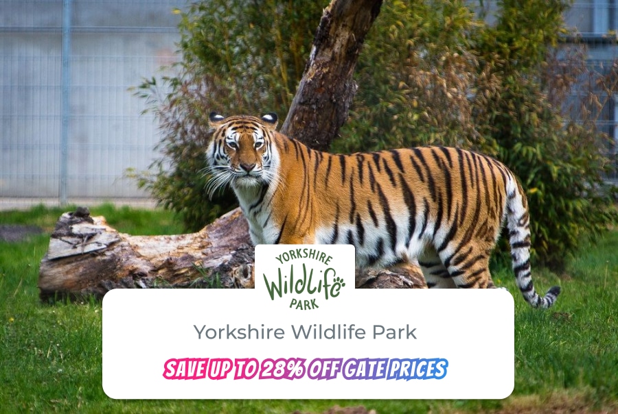 yorkshire wildlife park tiger