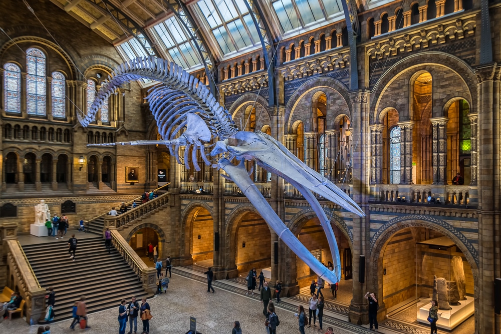 whale skeleton at natural history museum