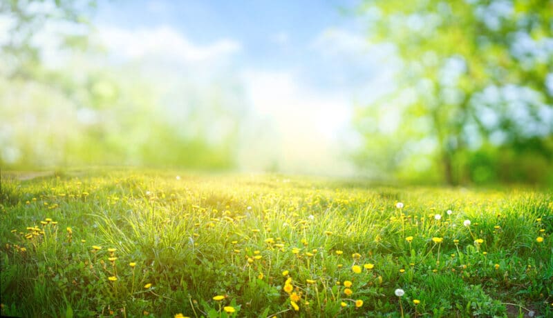 a sunny day with spring flowers