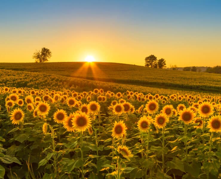 a sunflower farm at sunset