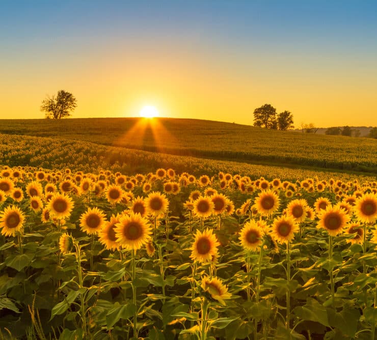 a sunflower farm at sunset