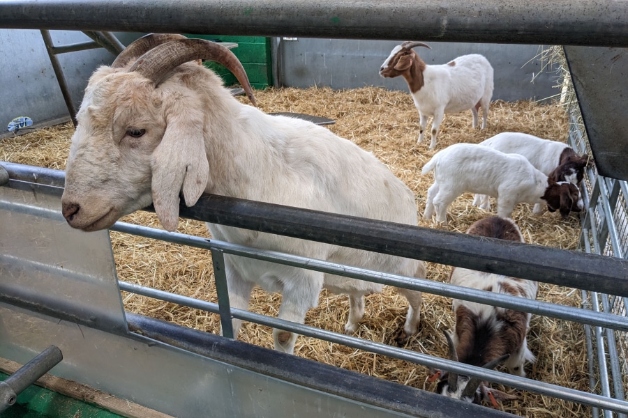 goats and farmyard animals