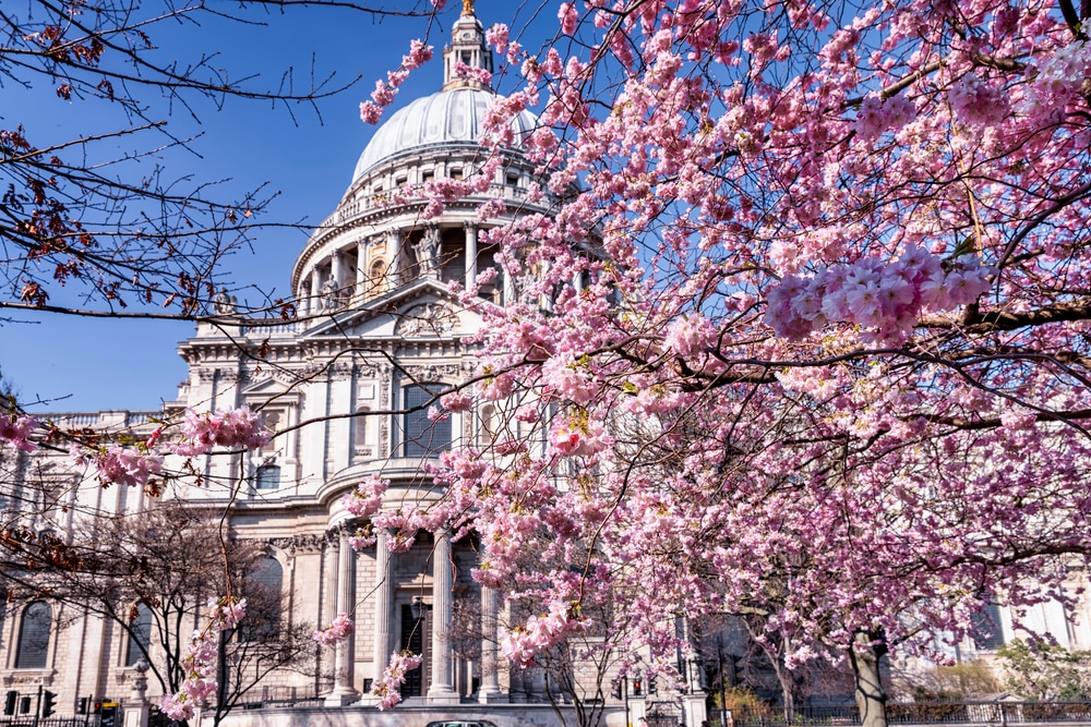 cherry blossoms in london