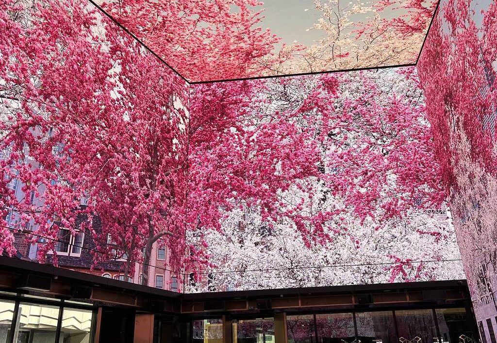 outernet cherry blossoms