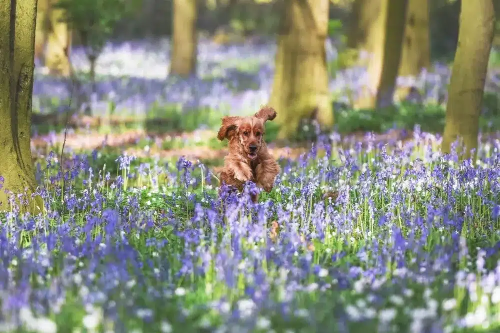 A closer look at What Happens If My Dog Eats Bluebells