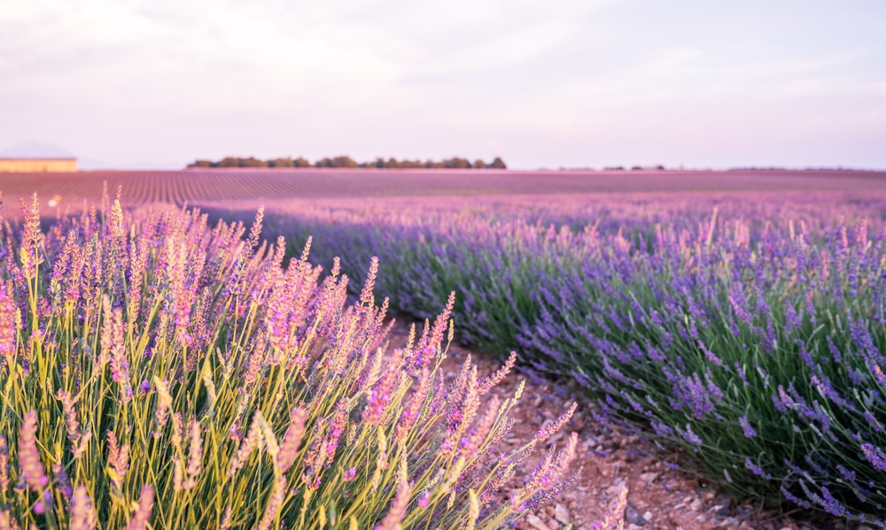 lavender fields
