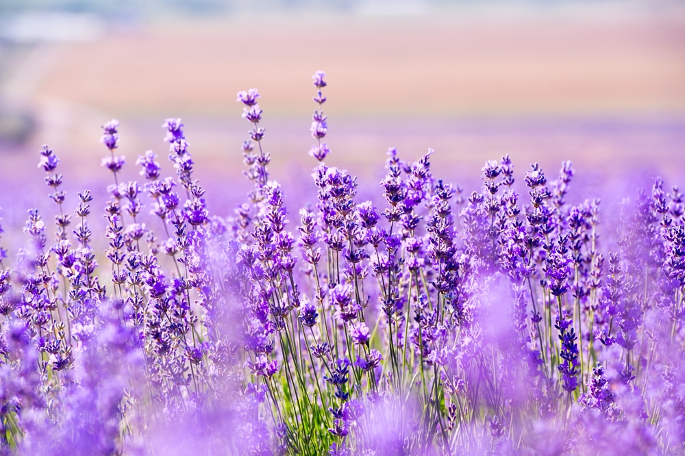 close up of lavender