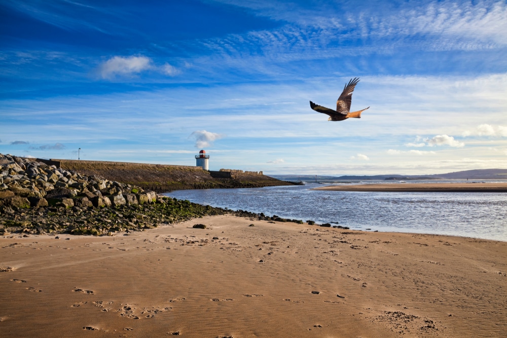 seagull flying over sand on Burry-Port beach