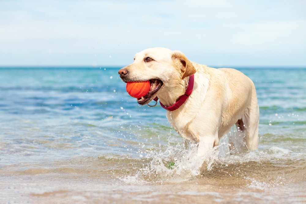 labrador dog paddling in the sea with red ball in its mouth