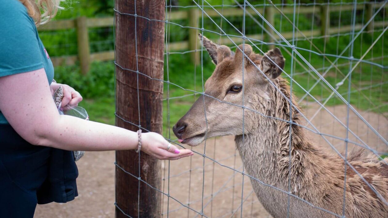 Feeding animals at Pennywell Farm