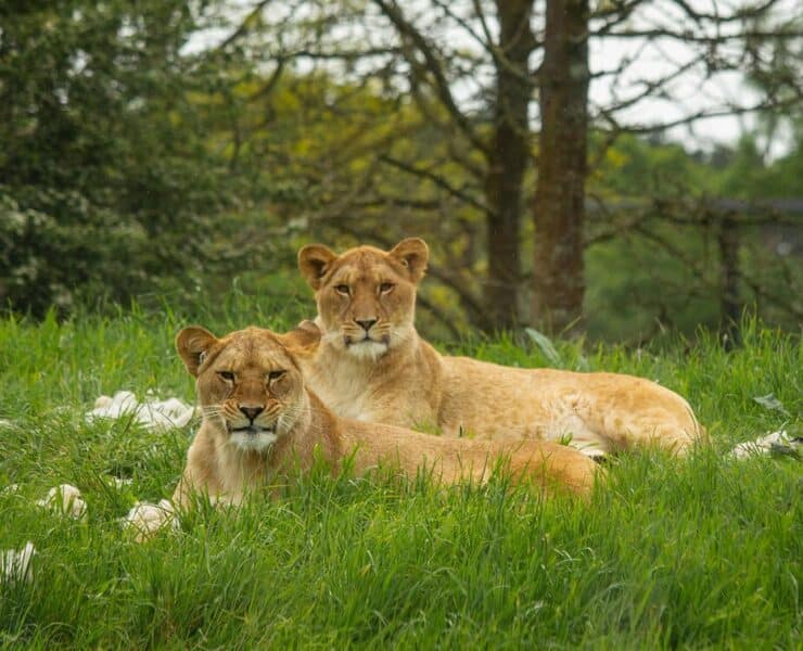 lionesses at whipsnade