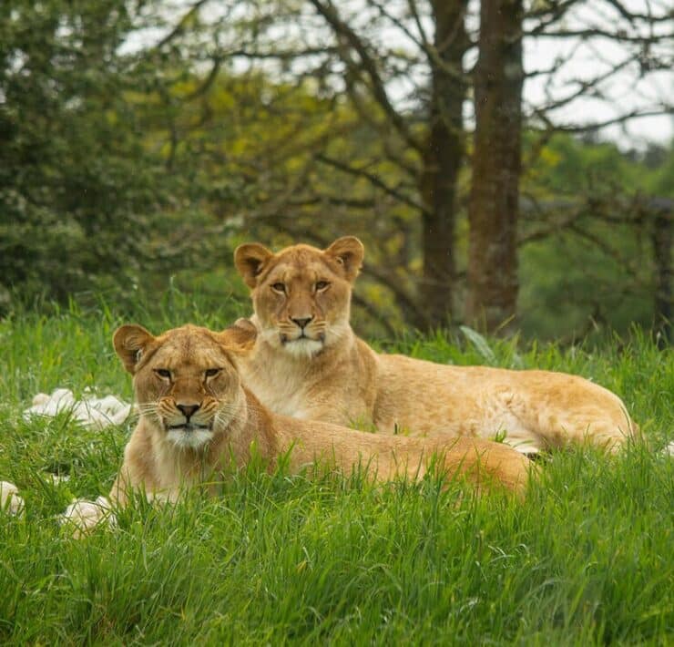lionesses at whipsnade