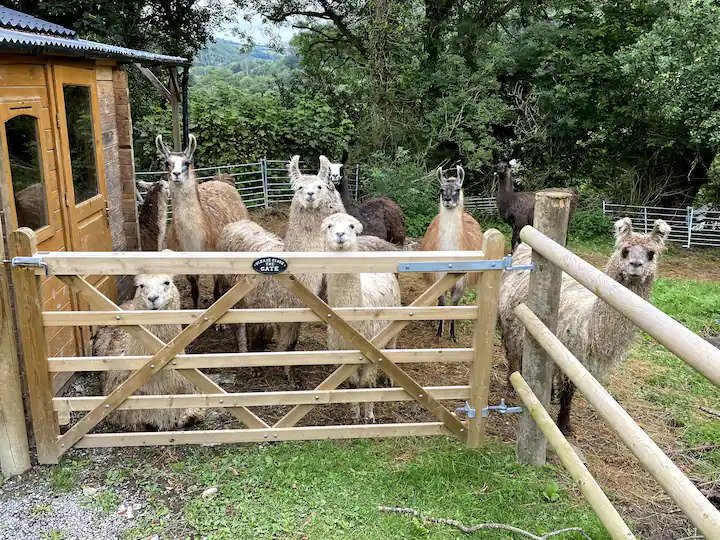 A herd of Llamas behind gate of Llama Lodge in the Welsh countryside