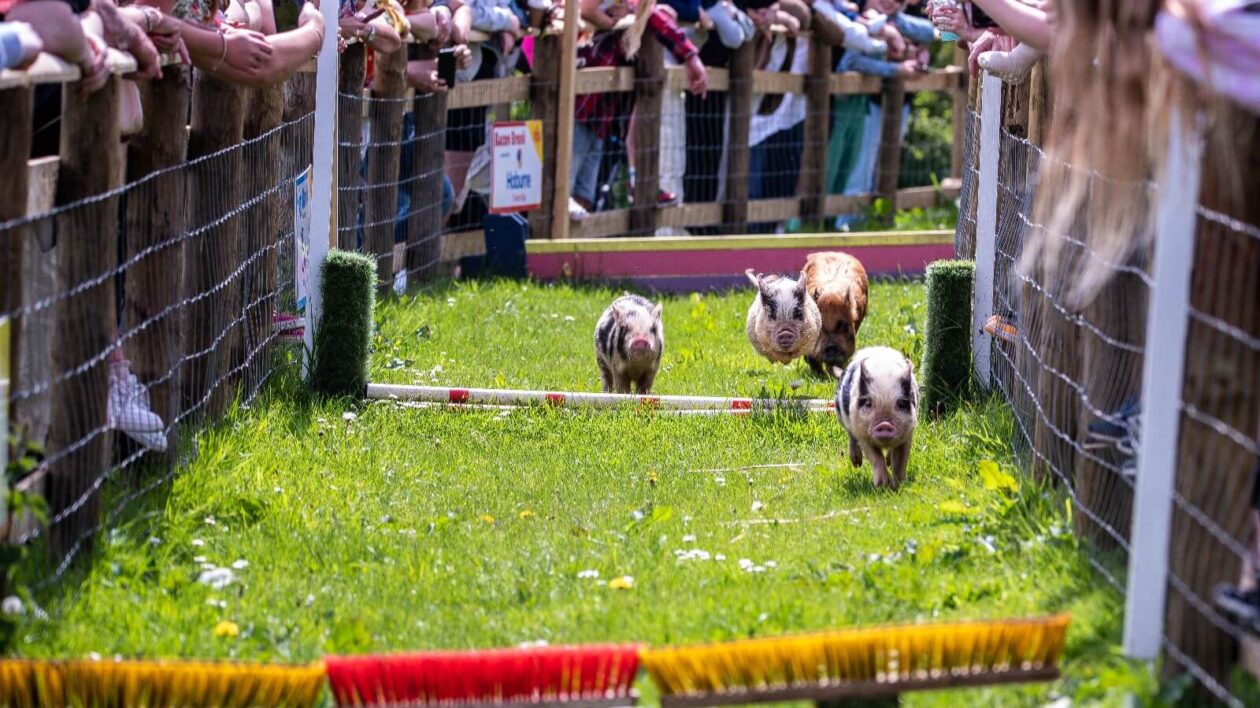 Mini piglets racing Pennywell Farm