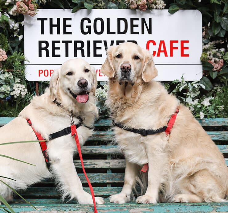 golden retriever cafe experience