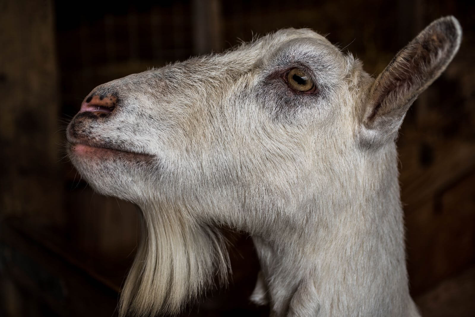 White goat