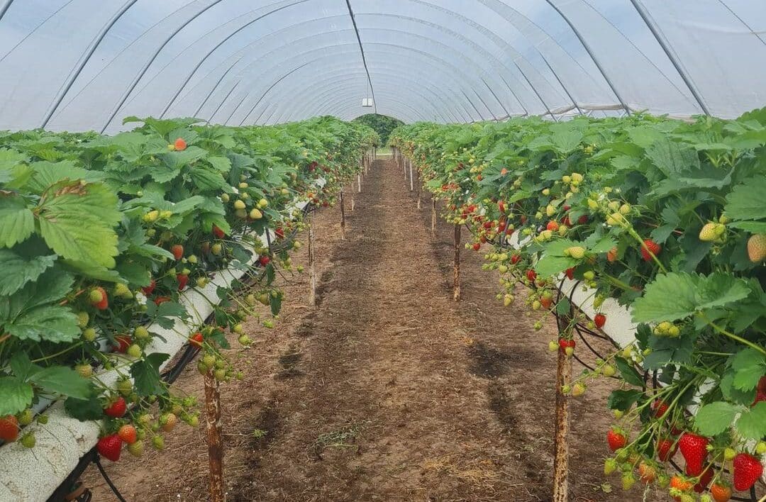 Strawberry greenhouse at canalside farm