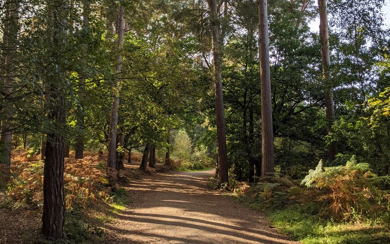 delamere forest