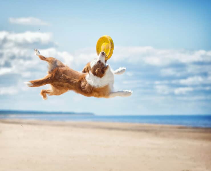 dog jumping to catch a frisbee