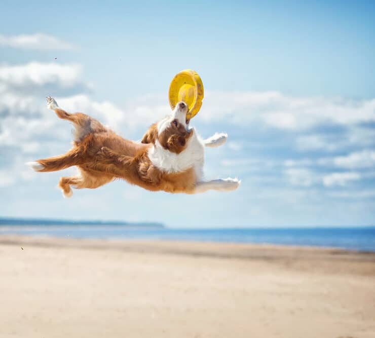 dog jumping to catch a frisbee