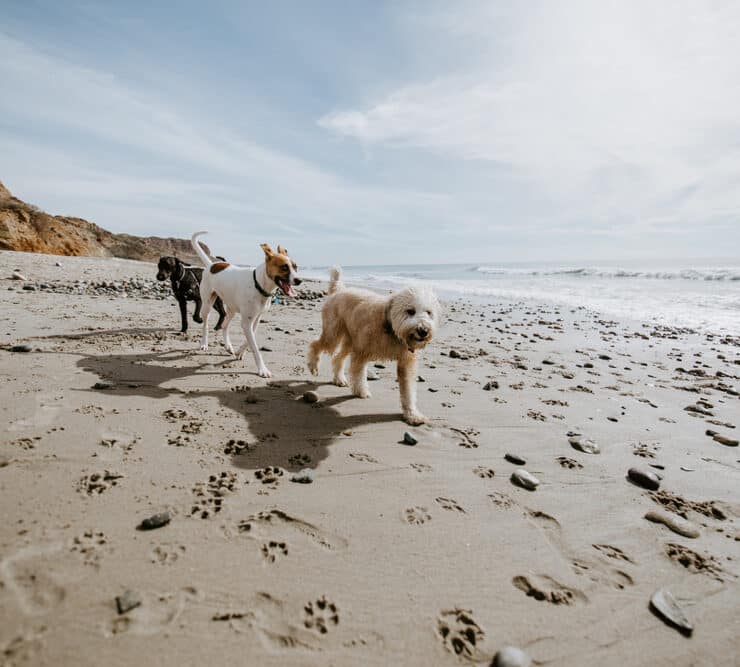 three dogs running along the shoreline on a dog friendly beach in wales