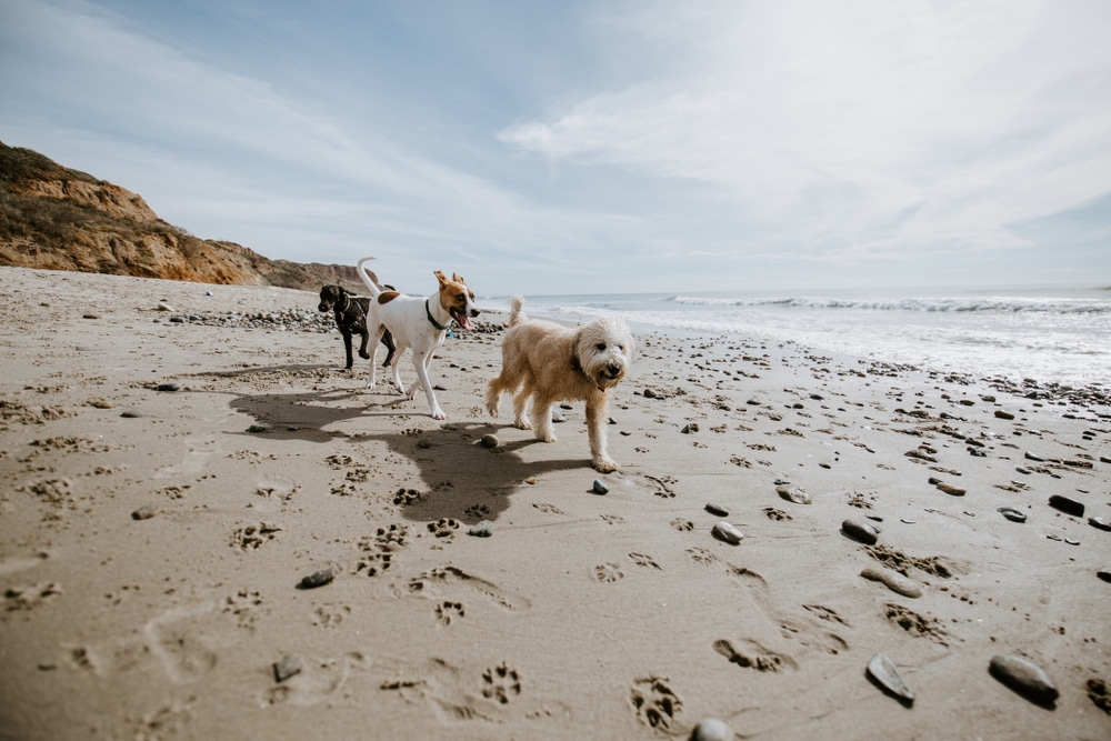 three dogs running along the shoreline on a dog friendly beach in wales