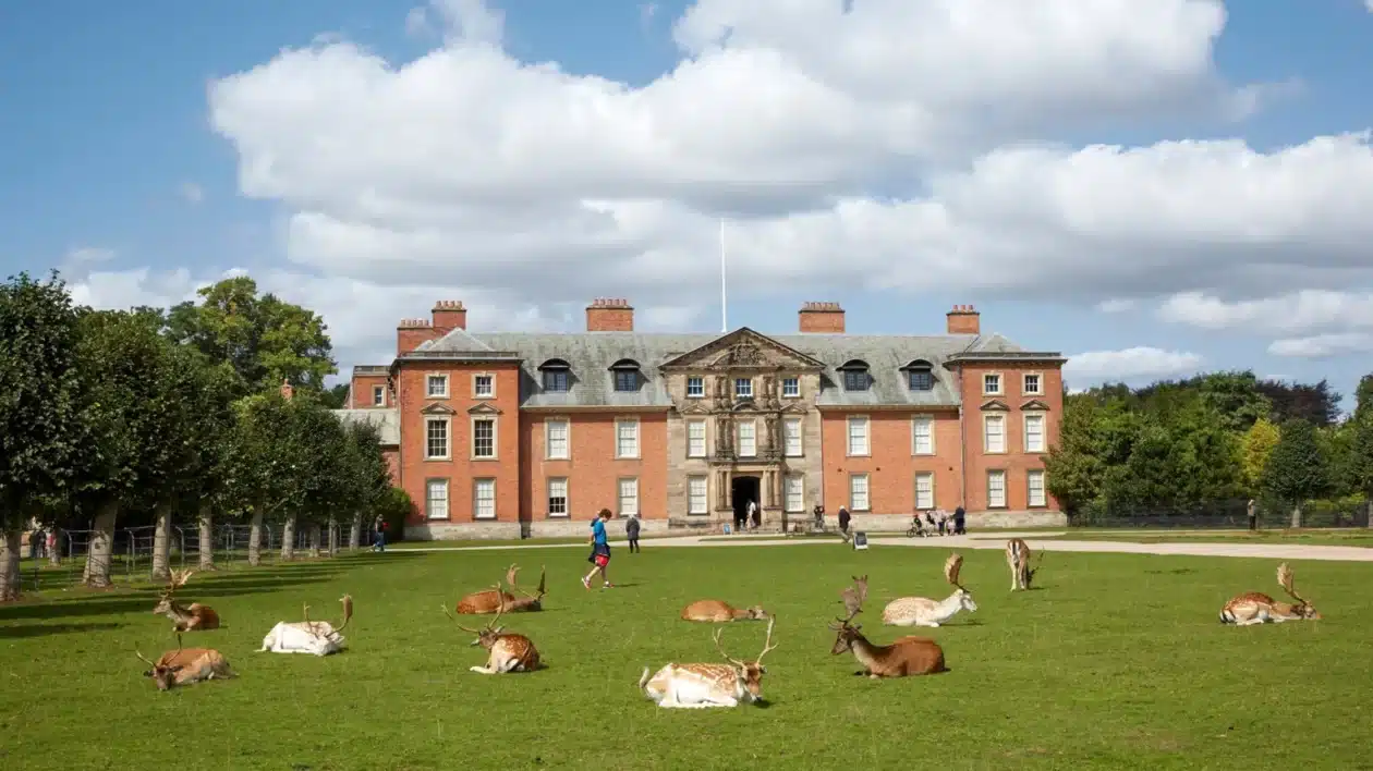 dunham massey and deer on the parkland