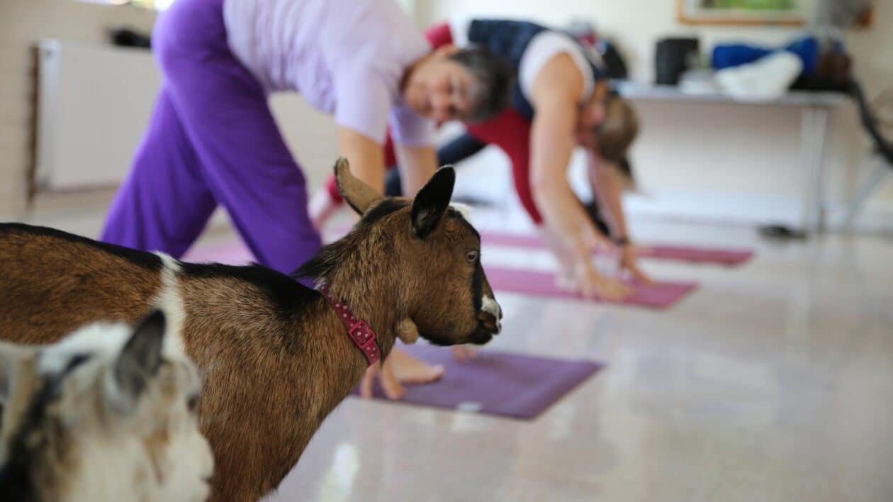 goat yoga