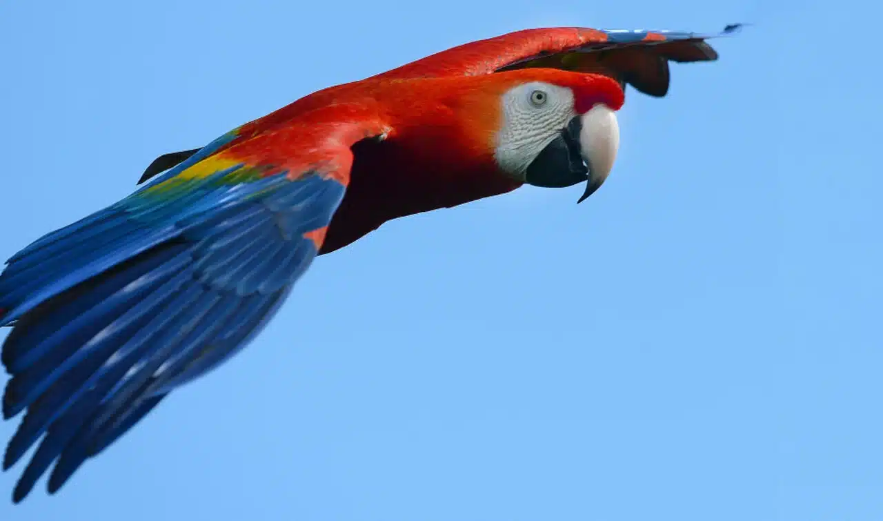 macaw parrot at whipsnade zoo