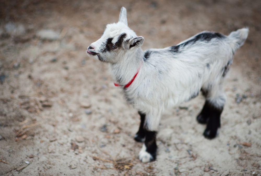 goat on the farm