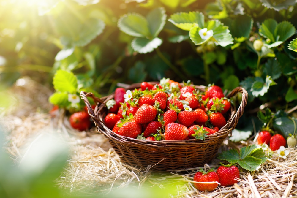 basket of strawberries