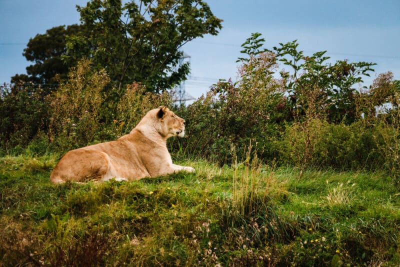 Lion Yorkshire Wildlife Park
