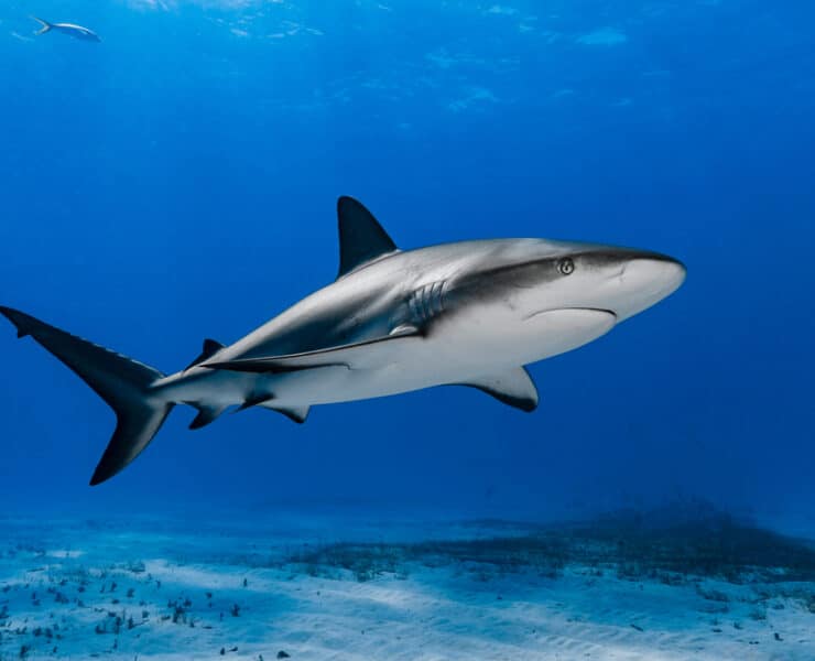 Shark