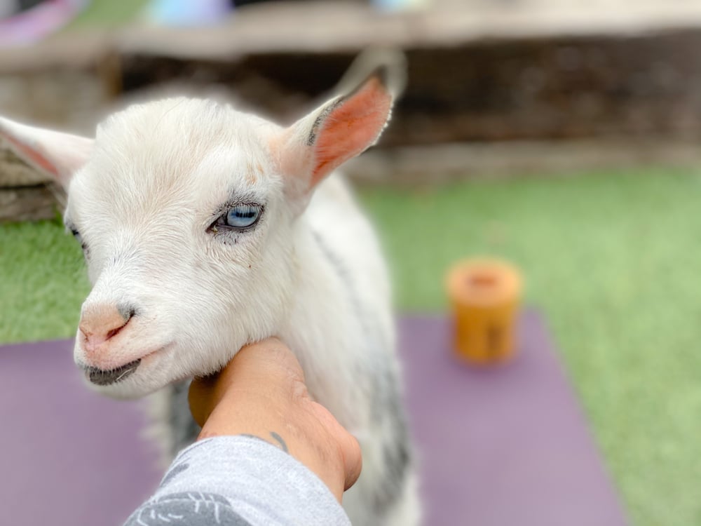 goat yoga