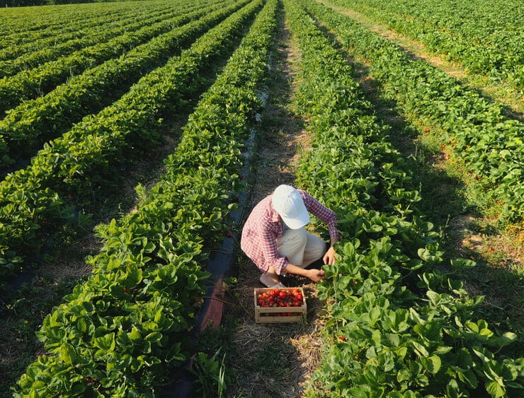 strawberry farm