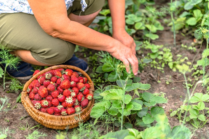 strawberry picking