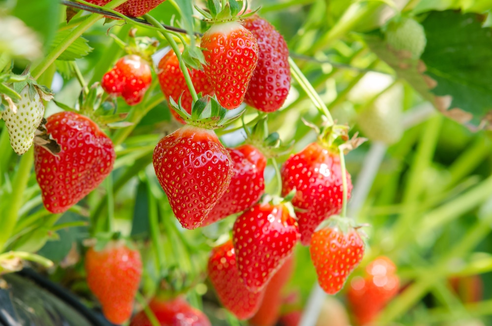 strawberry plant