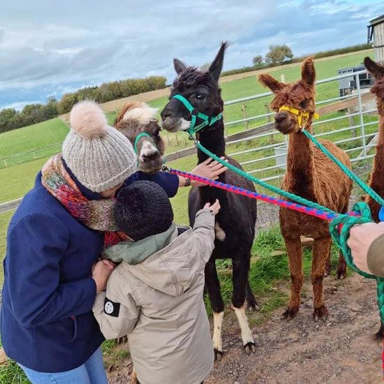 kid petting alpacas