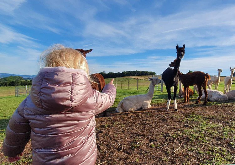 little girl talking to alpacas at severn valley alpaca farm