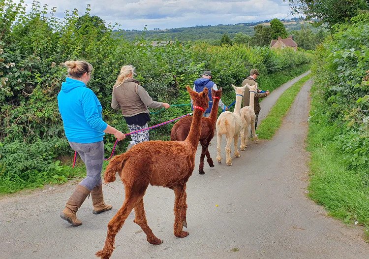 people walking with alpacas
