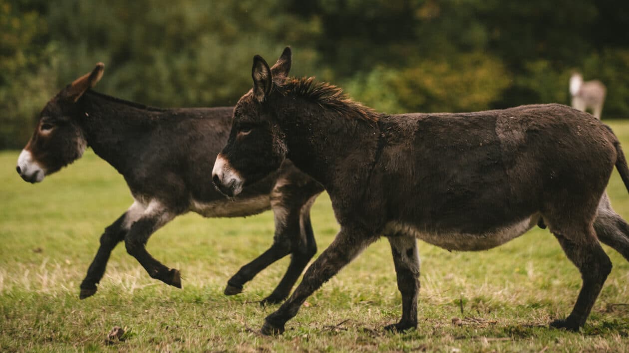 two donkeys running