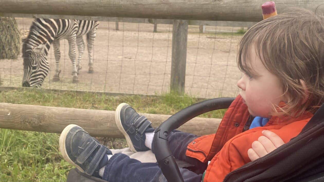 Child looking at Zebra Twycross Zoo