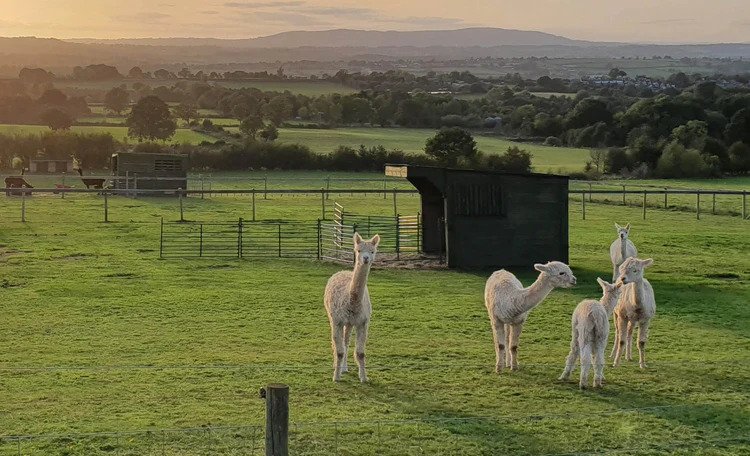 cream alpacas in field